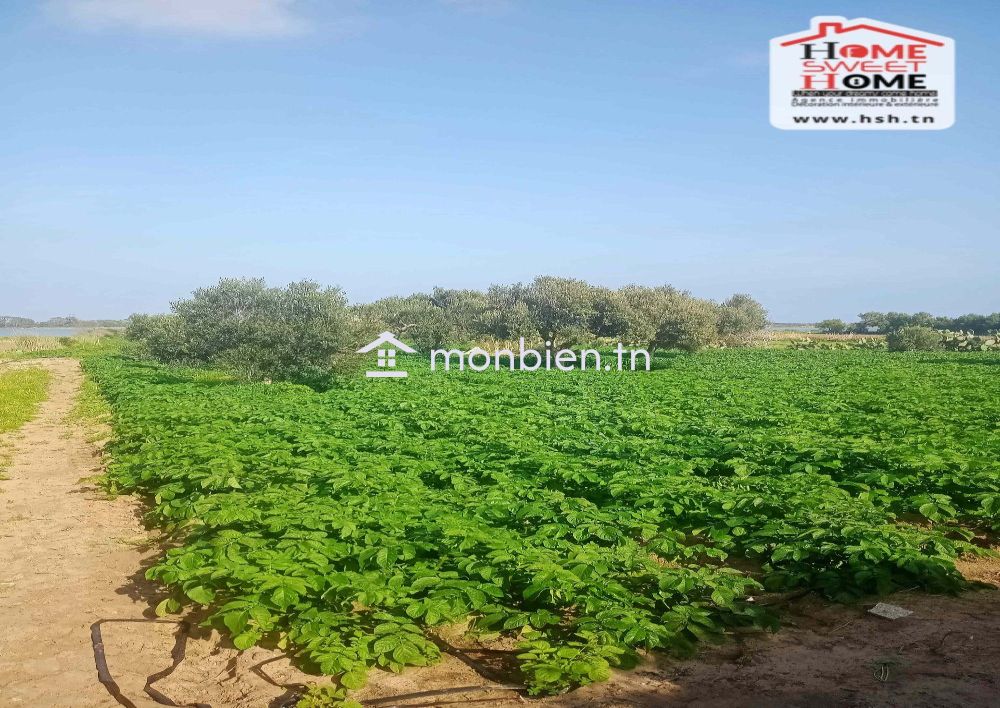 Terrain Agricole Toris à Vendre à Hammem Ghzez