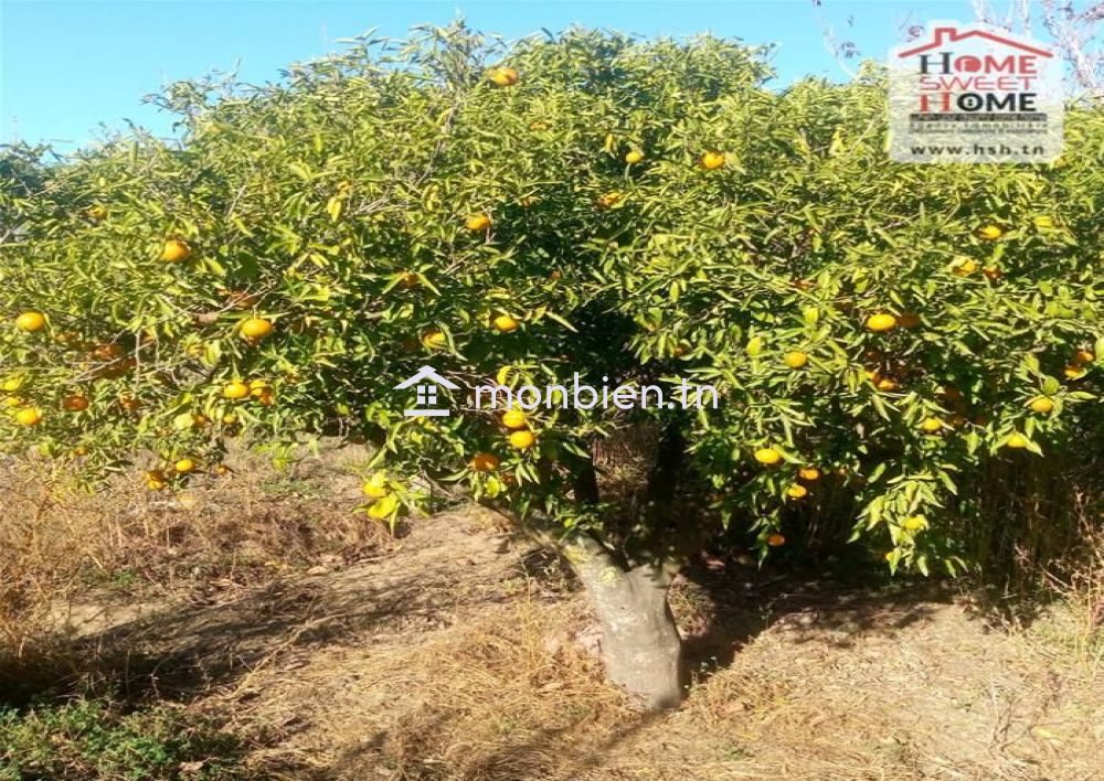 Terrain agricole Olivora à vendre à Menzel Bouzelfa