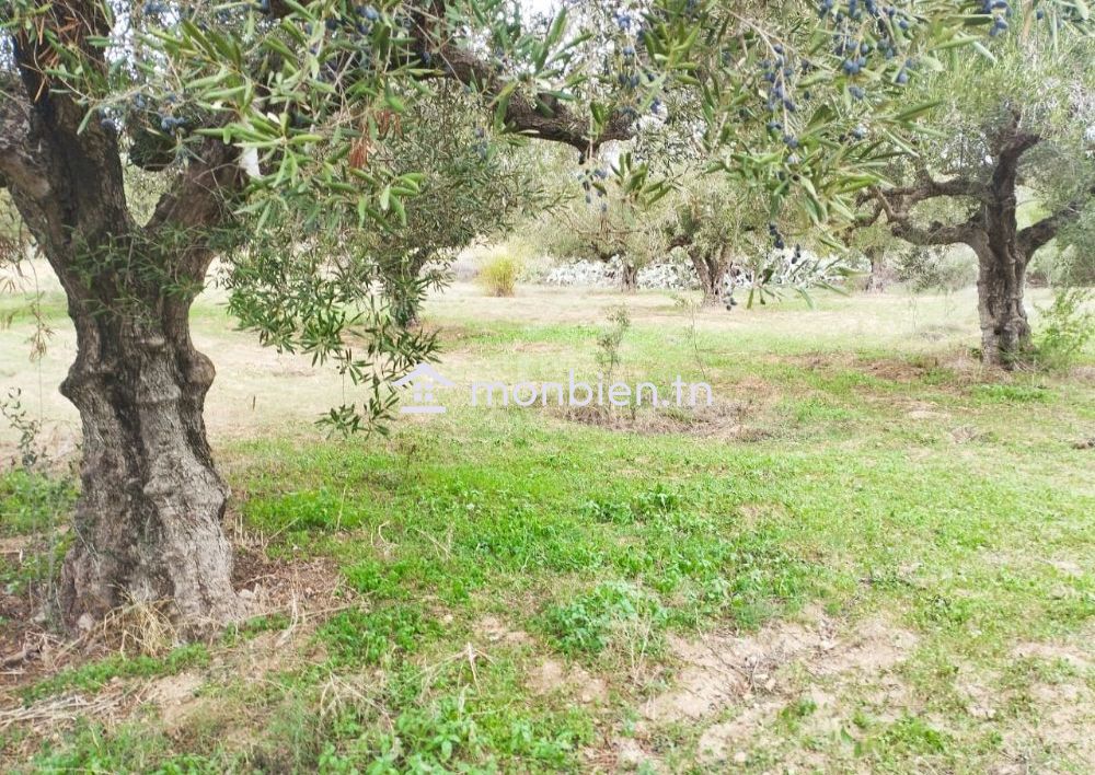 Terrain de 850 m² à vendre à Hammamet Sud 51355351