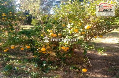 Terrain agricole Oraniva à vendre à Menzel Bouzelfa