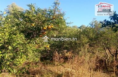 Terrain agricole Olivora à vendre à Menzel Bouzelfa