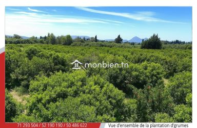 Ferme Agricole d’Agrumes à Soliman Menzel Bou Zelfa (5 ha)