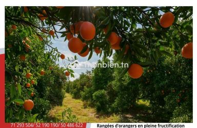 Ferme Agricole d’Agrumes à Soliman Menzel Bou Zelfa (5 ha)
