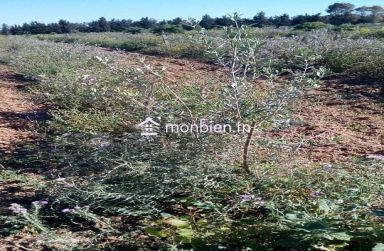 Un hectare planté à Belli Bouargoub