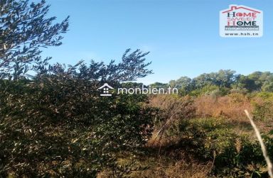 Terrain agricole Olivora à vendre à Menzel Bouzelfa