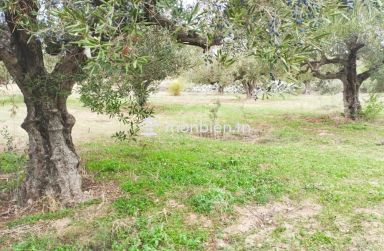 Terrain de 850 m² à vendre à Hammamet Sud 51355351