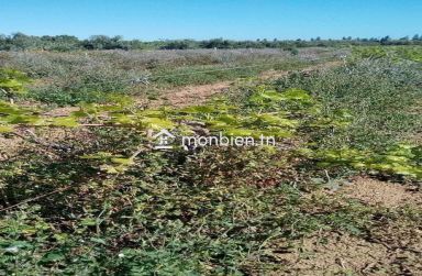 Un hectare planté à Belli Bouargoub