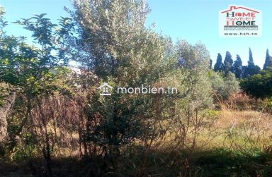 Terrain agricole Olivora à vendre à Menzel Bouzelfa