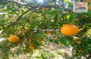 Terrain agricole Olivora à vendre à Menzel Bouzelfa