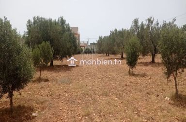 Terrain de 4800 m² à Sidi Mtir à vendre à 270 MD 51355351
