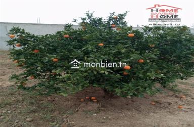 Terrain agricole Agrumia à vendre à Mjez El Beb