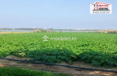 Terrain Agricole Toris à Vendre à Hammem Ghzez