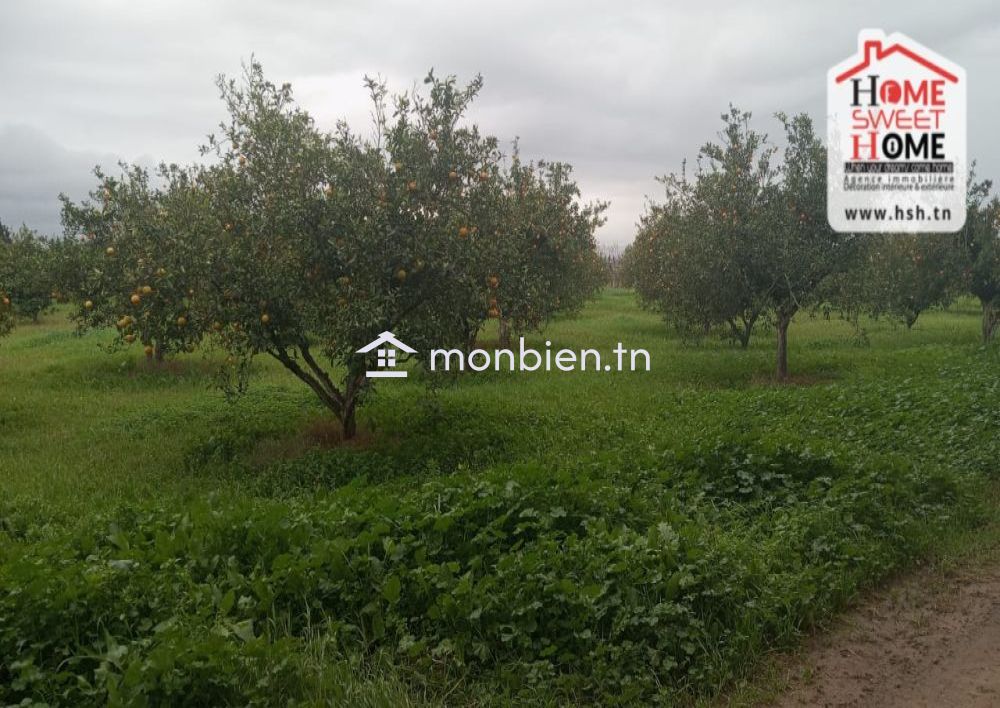 Terrain Agricole TerraNova à Vendre à Mornag