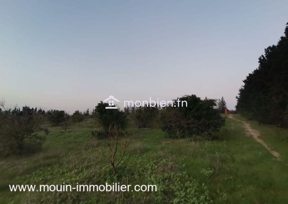 Terrain Sidra T1199 Hammamet