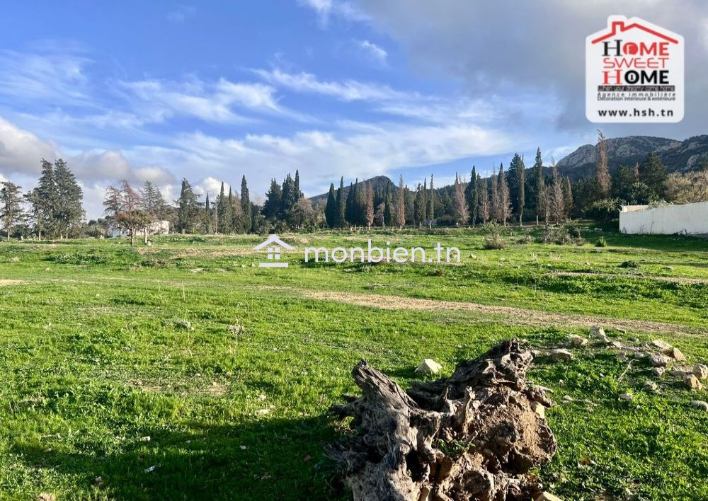 Terrain Santal à Vendre à Zaghouan