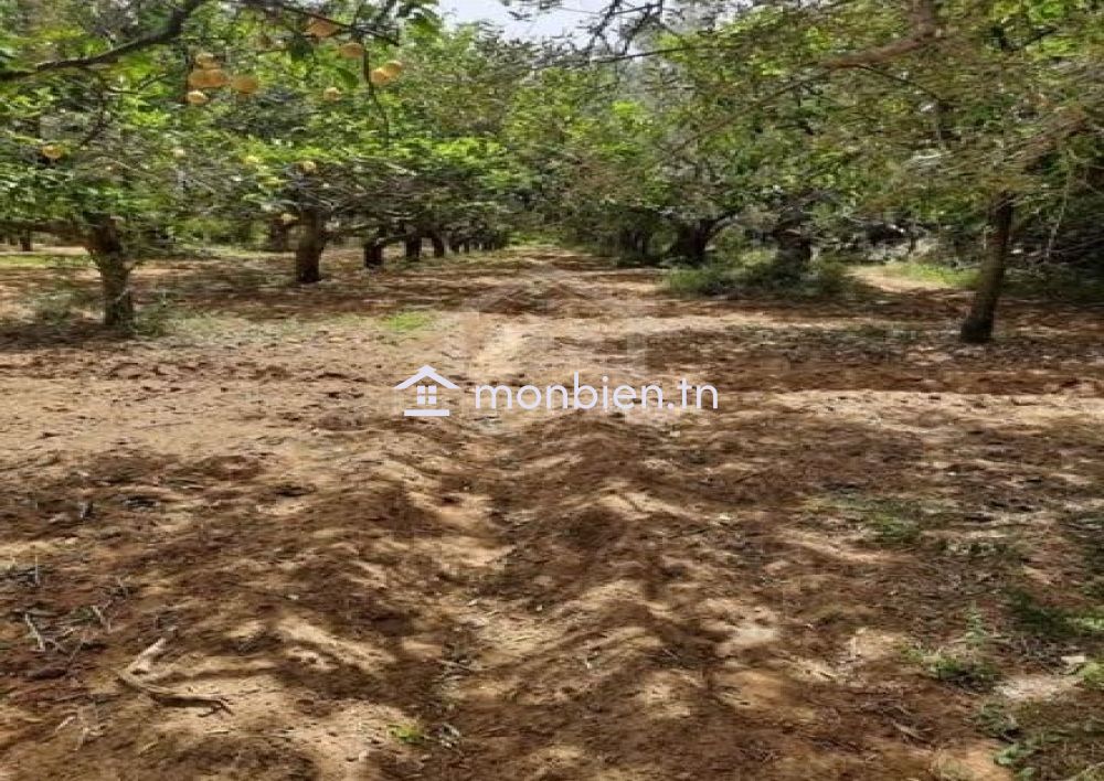 Terrain de 950 m² à vendre à Hammamet zone théâtre 51355351