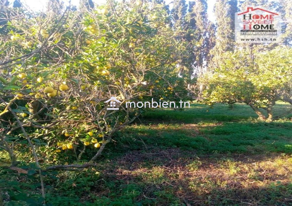 Terrain agricole Oraniva à vendre à Menzel Bouzelfa