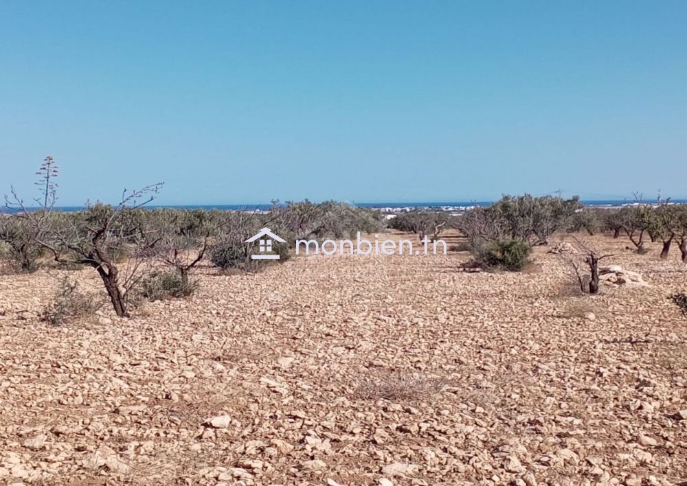 Terrain de 1282 m² à Hammamet Sud à vendre 51355351