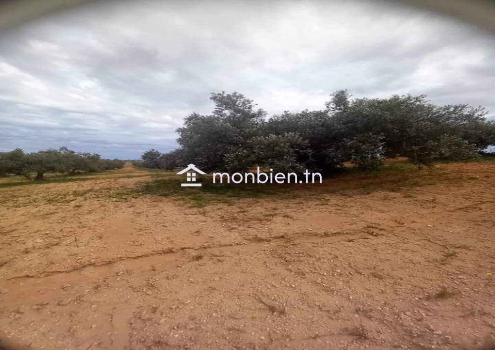 Terrain de 15000 m² planté d'oliviers à Korba à vendre 51355351