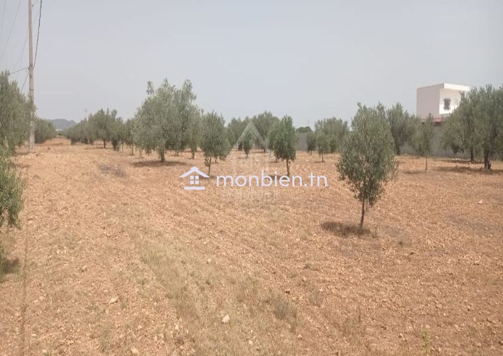 Terrain de 4800 m² à Sidi Mtir à vendre à 270 MD 51355351