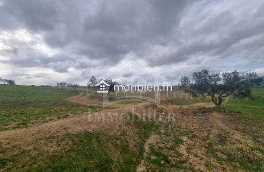 3 hectares plantés d'oliviers à Hammamet sud à vendre 51355351