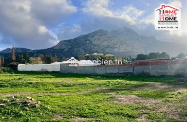 Terrain Santal à Vendre à Zaghouan