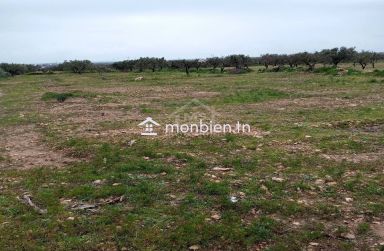 Terrain de 2700 m² à Hammamet Sud à vendre à 200 MD 51355351