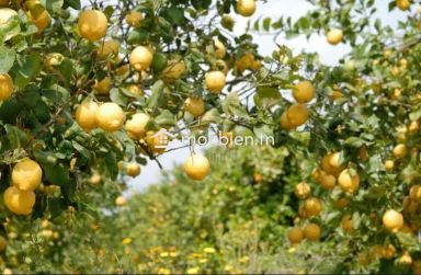 Terrain clôtuiré de 2400 m² à Béni Khiar à vendre 51355351