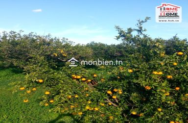 Terrain Agricole Sérénité à Vendre à Menzel Bouzelfa