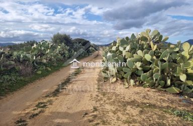 3 hectares plantés d'oliviers à Hammamet sud à vendre 51355351