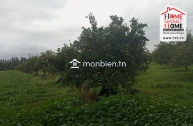 Terrain Agricole TerraNova à Vendre à Mornag