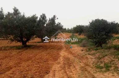 Terrain à vendre à 200 dt/m² à Hammamet Sud 51355351