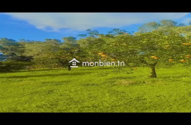 🌿 À VENDRE – SUPERBE ORANGERAIE À SOLIMAN 🌿