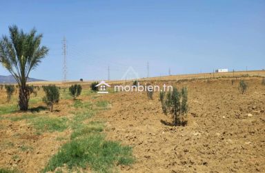 Terrain de 6.5 hectares avec une maison à vendre à Hammamet Sud 51355351