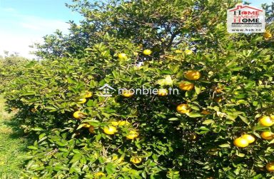 Terrain Agricole Florésia à Vendre à Menzel Bouzalfa