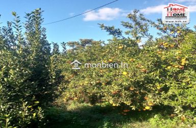 Terrain Agricole Sérénité à Vendre à Menzel Bouzelfa