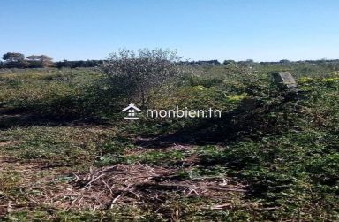 Un hectare planté à Belli Bouargoub