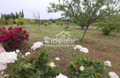 Verger d’exception à Borj Hfaïedh – Une adresse rare entre Bouargoub et Hammamet