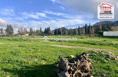 Terrain Santal à Vendre à Zaghouan