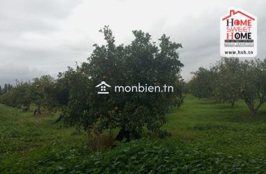 Terrain Agricole TerraNova à Vendre à Mornag