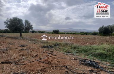 Terrain Agricole Olivine à Vendre à Slouguia