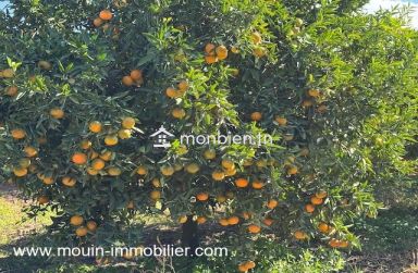 Ferme Beni Khaled 2 T1225 Nabeul