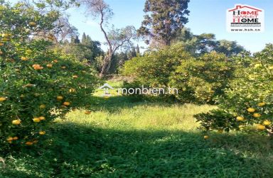 Terrain Agricole Florésia à Vendre à Menzel Bouzalfa