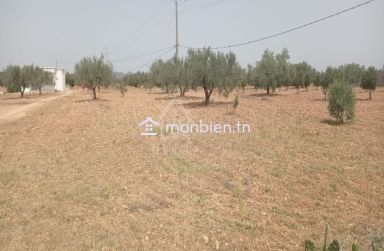 Terrain de 4800 m² à Sidi Mtir à vendre à 270 MD 51355351