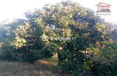 Terrain agricole Oraniva à vendre à Menzel Bouzelfa