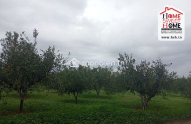 Terrain Agricole TerraNova à Vendre à Mornag