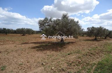 Terrain clôtuiré de 2400 m² à Béni Khiar à vendre 51355351