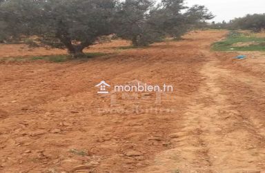 Terrain de 1000 m² à vendre à 200 MD à Hammamet Sud 51355351