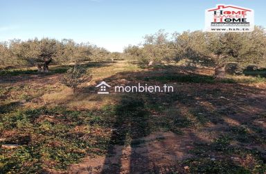 Terrain Agricole Erraja à Vendre à Zaghouan