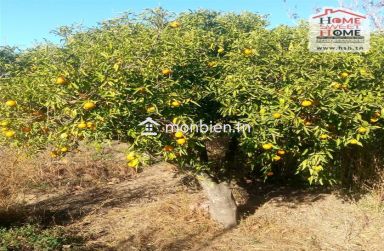 Terrain agricole Olivora à vendre à Menzel Bouzelfa